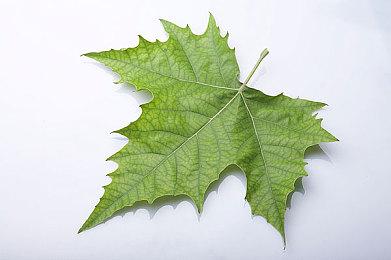 模拟经营游戏《Blood Bar Tycoon》Steam页面上线 明年发售